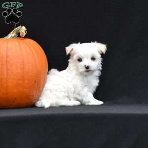 Paxton, Maltese Puppy